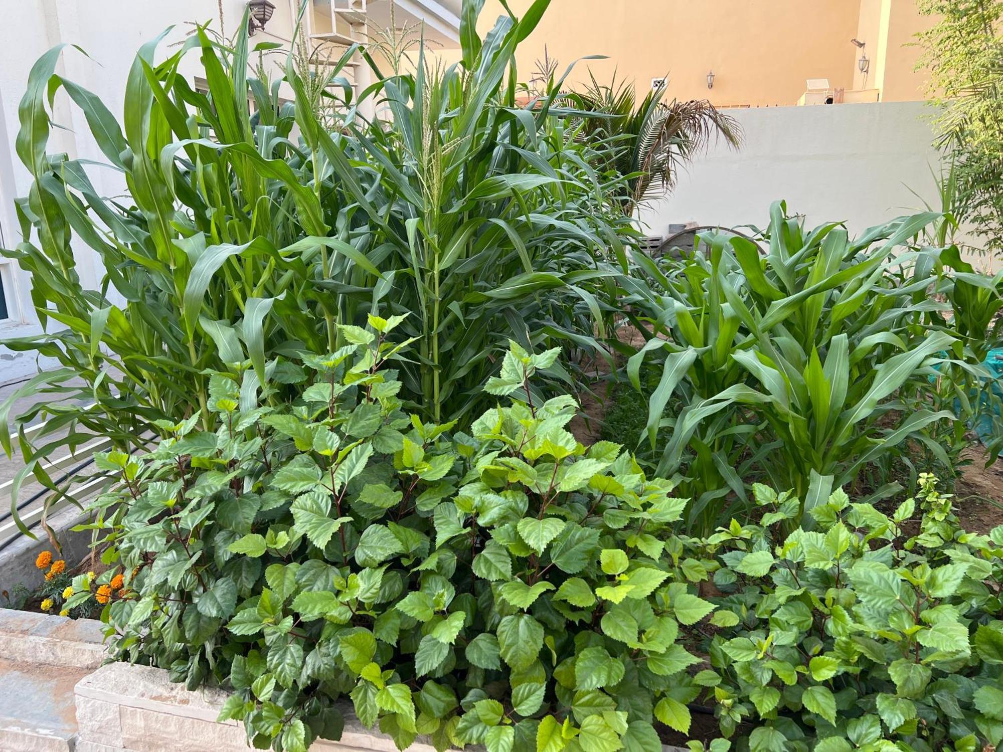 Alhosani Property Abu Dhabi Exterior photo
